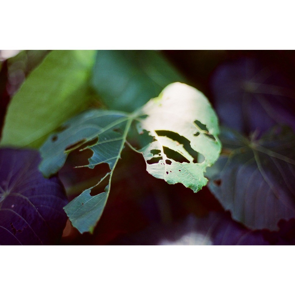 Reto ฟิล์มสี Amber T200 Film, 35MM, 27EXP - Image 4